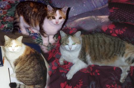 IT S MY CAT
